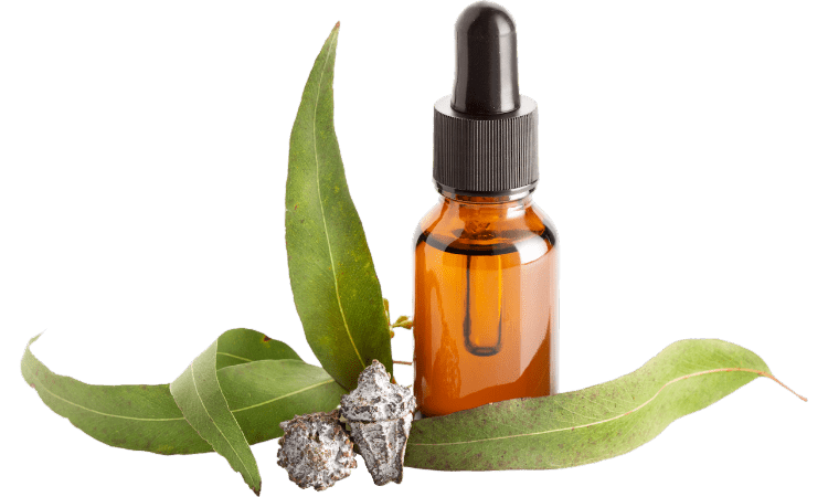 eucalyptus oil