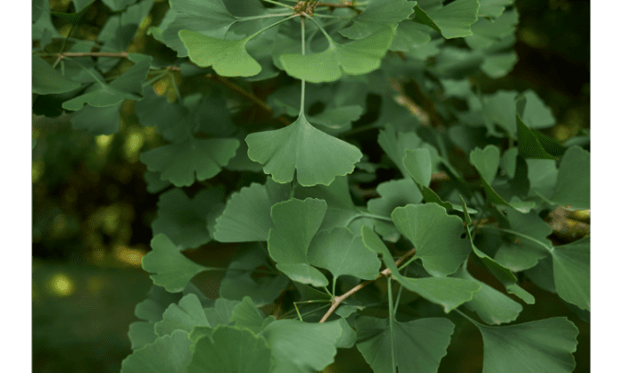 Benefits of Ginkgo Biloba