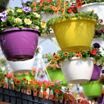 hanging basket