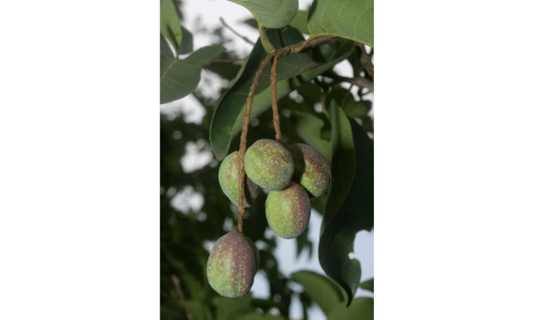 Terminalia Chebula benefits