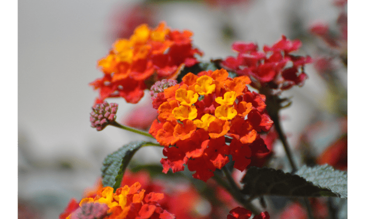 lantana