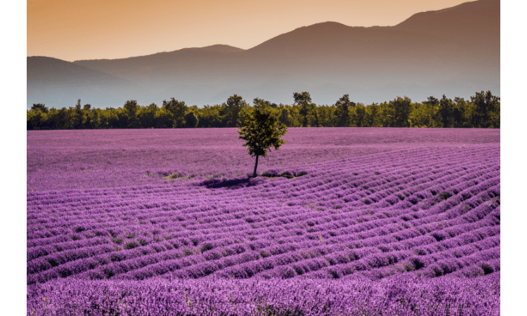Mayfield Lavender Farm
