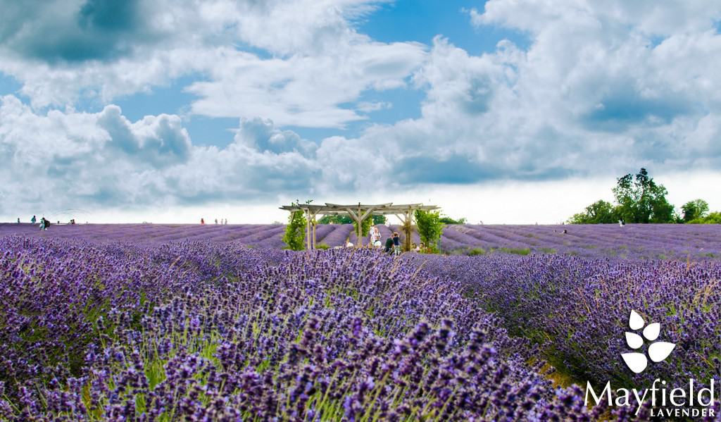 Mayfield Lavender Farm