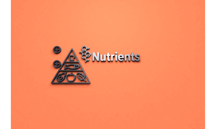 nutritient avocado