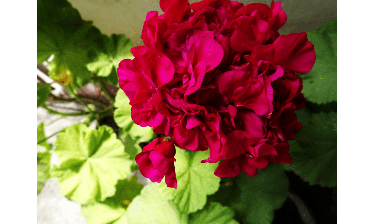 pelargonium