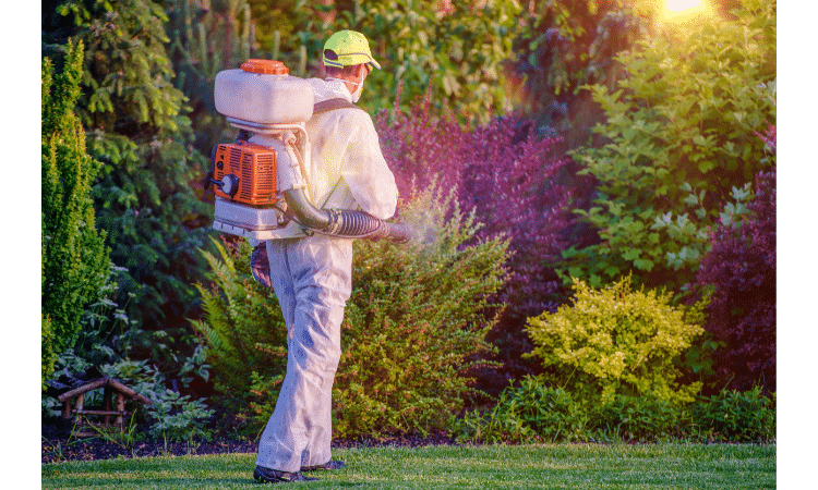 How to kill Japanese beetles