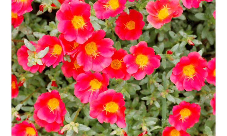 portulaca