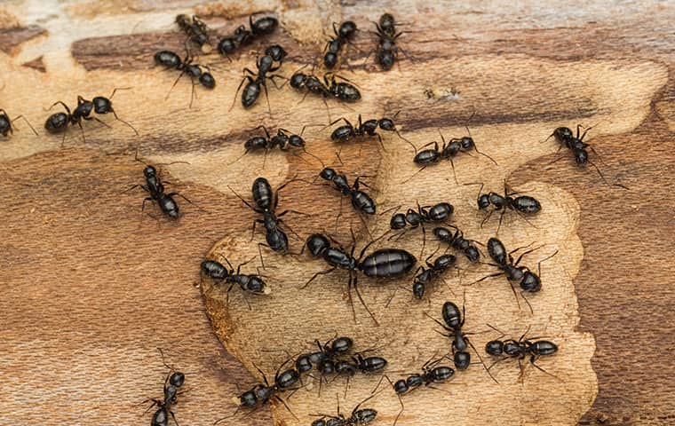 How to get rid of carpenter ants