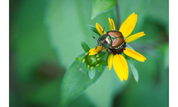 get rid of Japanese beetles