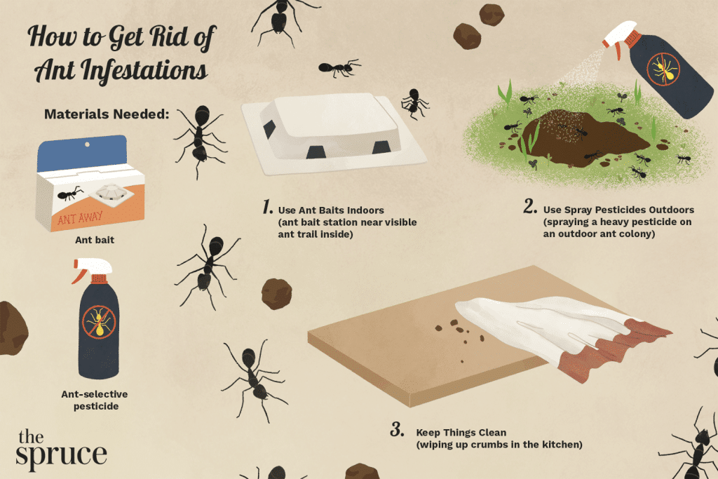 How to get rid of carpenter ants