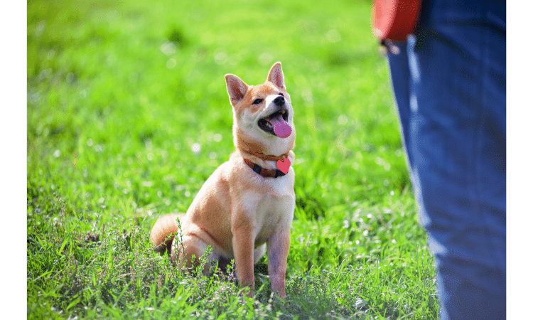 Five ways to help your pets cope with fireworks