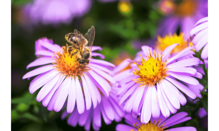 How to keep pollinators happy and healthy in a drought