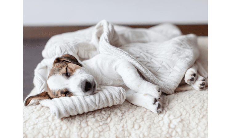Best Tips to Keep Your Dog Happy