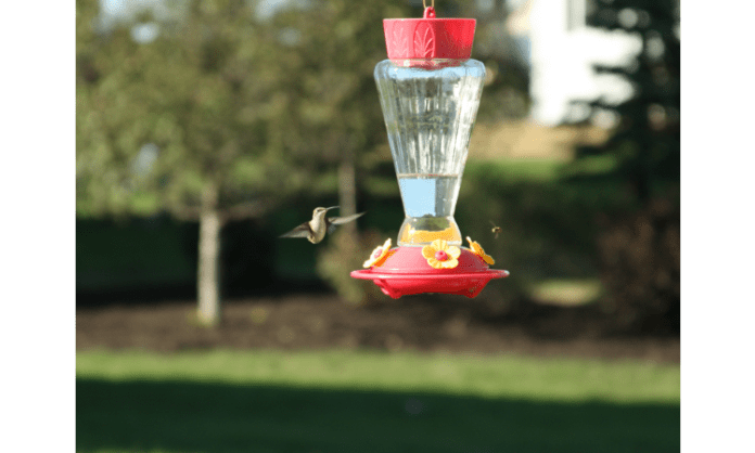 5 best ways how to keep bees away from hummingbird feeders