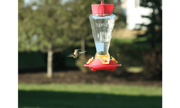 bird feeder heading 5 best ways how to keep bees away from hummingbird feeders