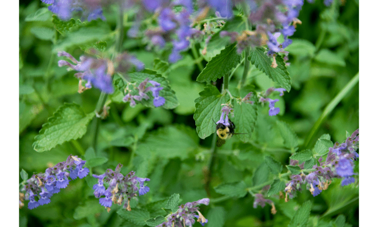 Best Plants For Pollinators