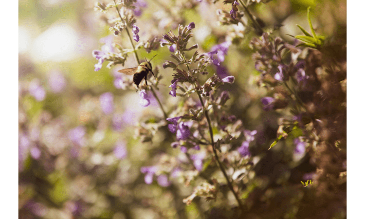 catmint