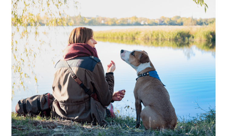 12 Ways How to bond with your dog