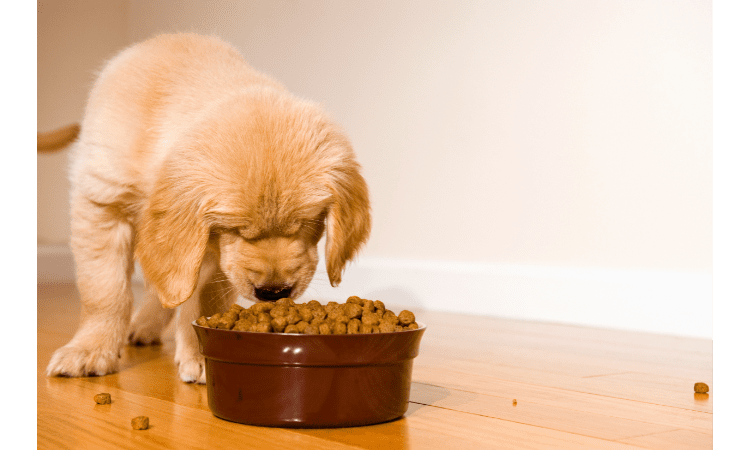 Best Tips to Keep Your Dog Healthy and Happy