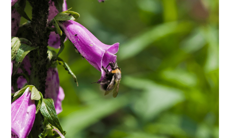 Best Plants For Pollinators