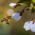 How to keep pollinators happy in a drought
