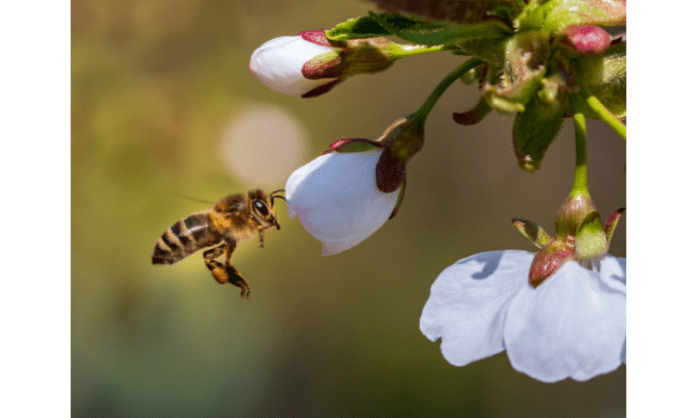 pollinators heading How to keep pollinators happy in a drought