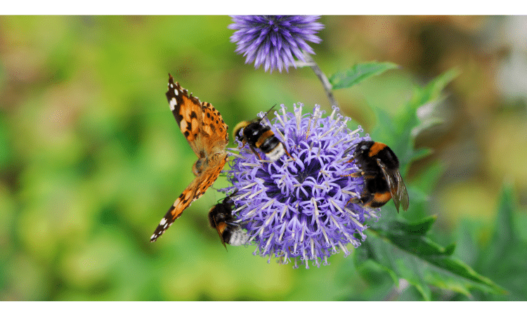 How to keep pollinators happy 