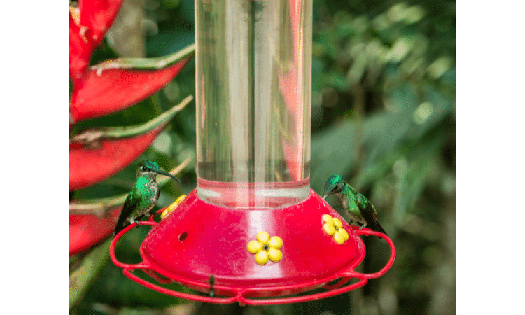 best ways how to keep bees away from hummingbird feeders