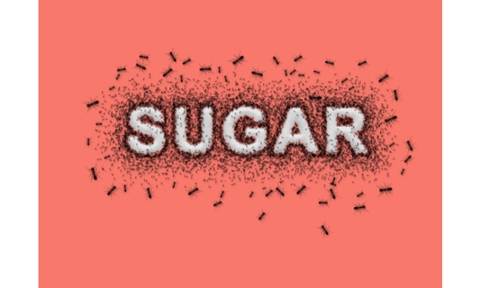 best ways to get rid of sugar ants