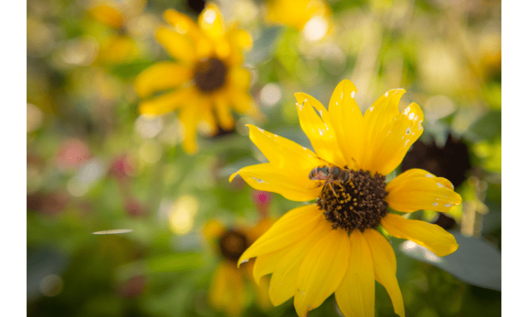 Best Plants For Bees and Pollinators