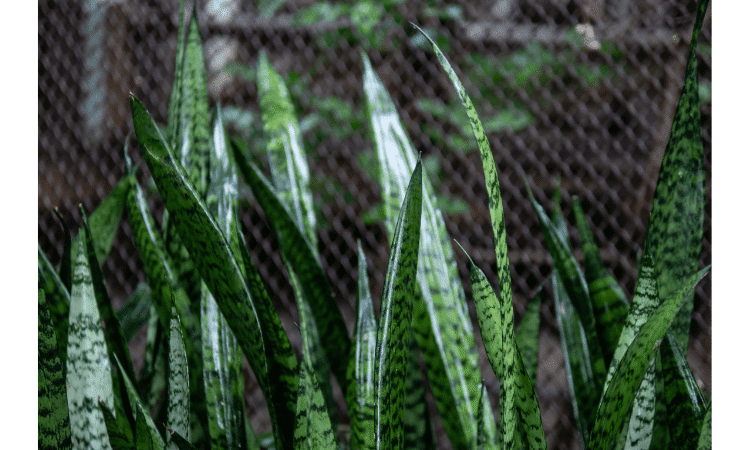 snake plant turning yellow