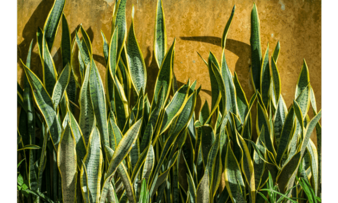 snake plant turning yellow