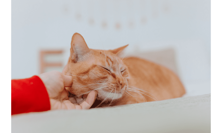 Your Cat Is Biting Your Toes in Bed