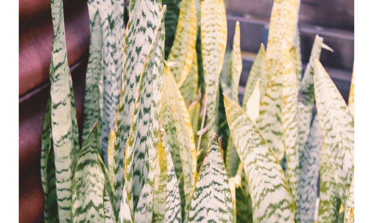 Why is my snake plant turning yellow » AajKaAkhbaar.com