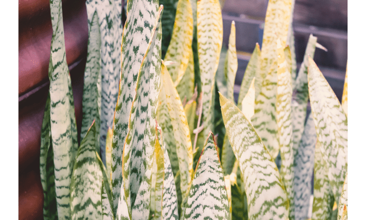 snake plant turning yellow