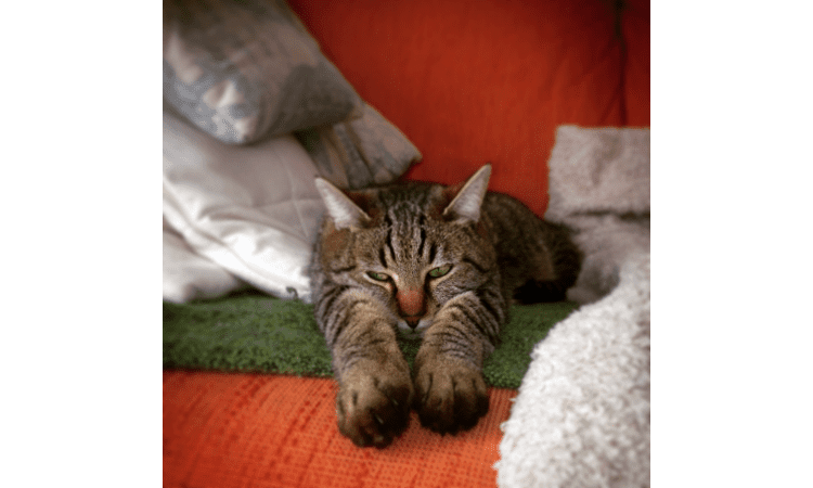Your Cat Is Biting Your Toes in Bed