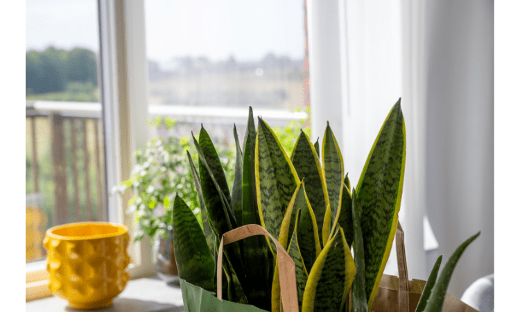 snake plant turning yellow