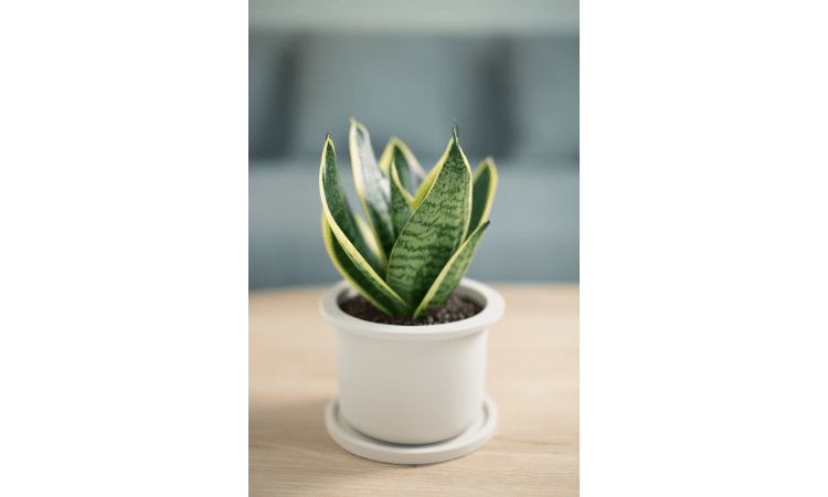 snake plant turning yellow