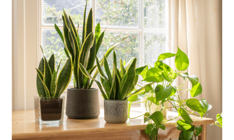 snake plant turning yellow