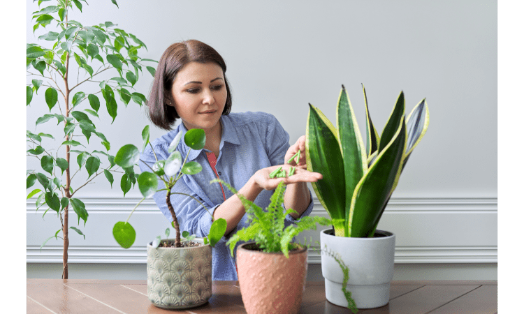 snake plant turning yellow