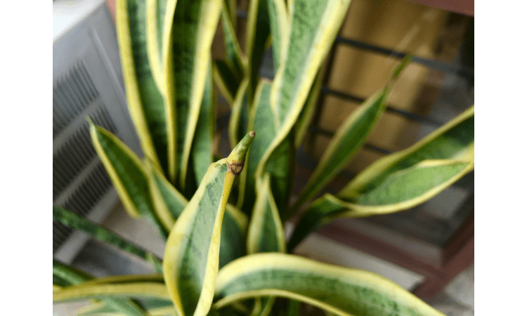 snake plant turning yellow