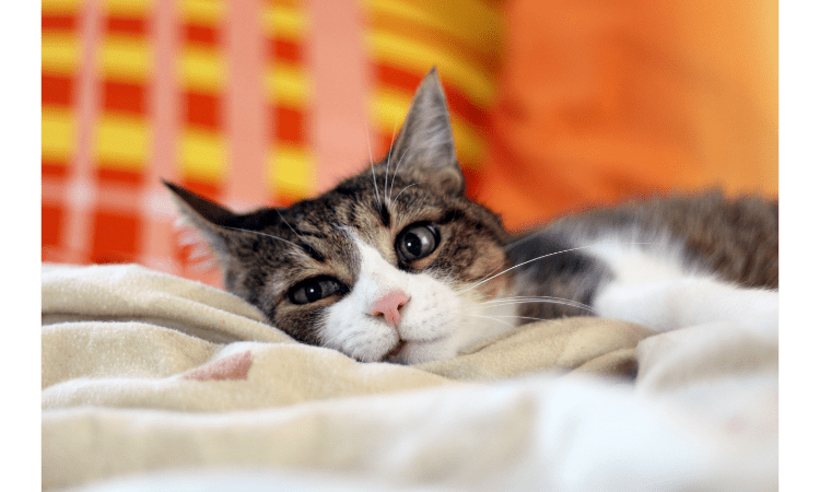 Your Cat Is Biting Your Toes in Bed