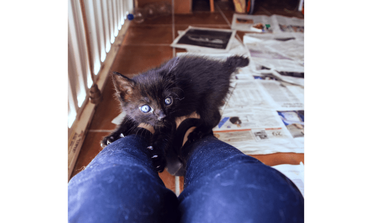 Your Cat Is Biting Your Toes in Bed