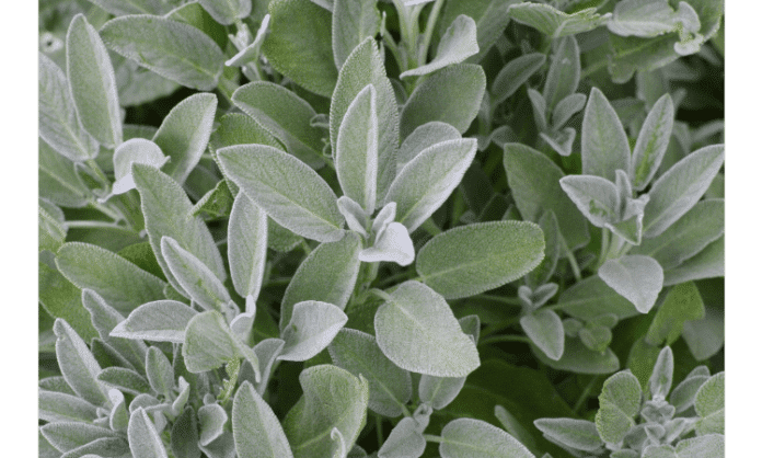 sage heading Best Beliefs and Health Benefits of Sage