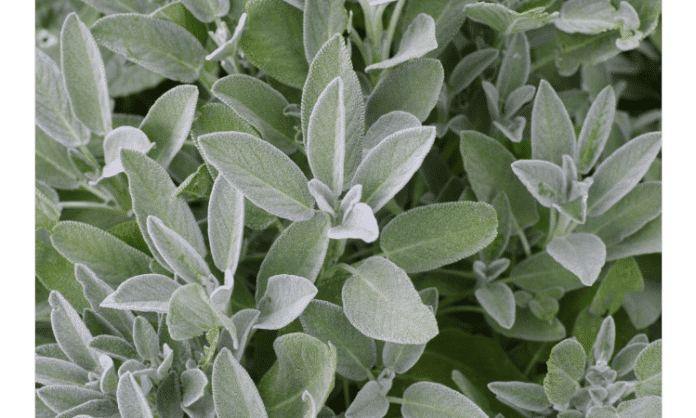 Best Beliefs and Health Benefits of Sage