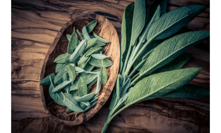 Health Benefits of Sage