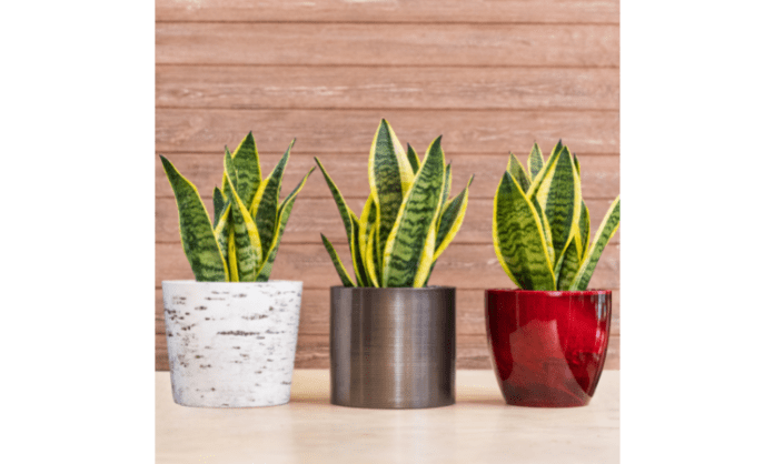 Why is my snake plant turning yellow » AajKaAkhbaar.com