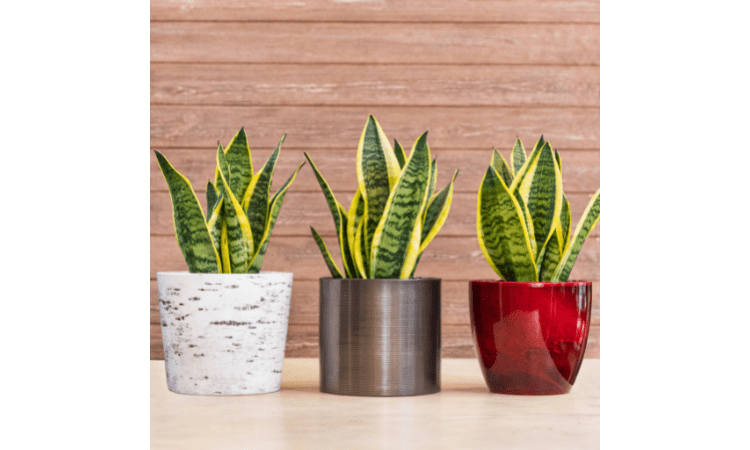 Why Is My Snake Plant Turning Yellow AajKaAkhbaar Latest why-is-my-snake-plant-turning-yellow-aajkaakhbaar-latest