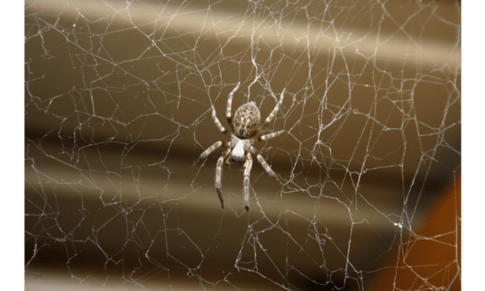 How to get rid of Spiders naturally