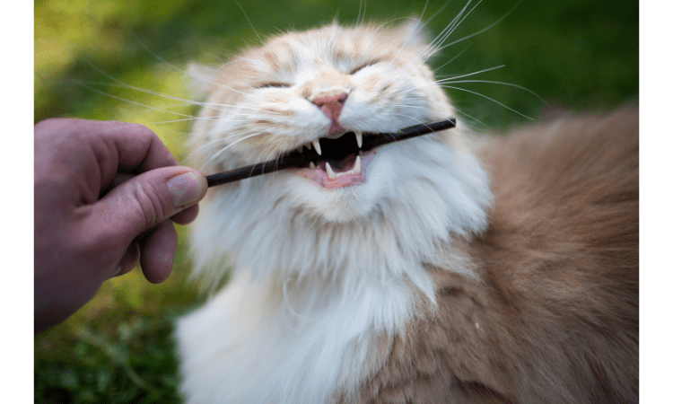 Your Cat Is Biting Your Toes in Bed